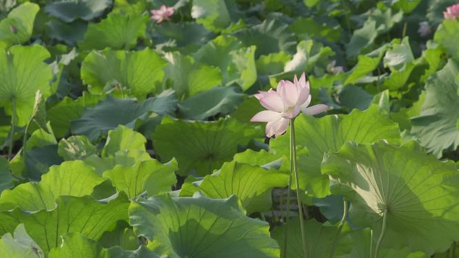 杭州西湖曲院风荷风景视频素材