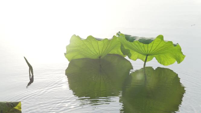 杭州西湖曲院风荷风景视频素材