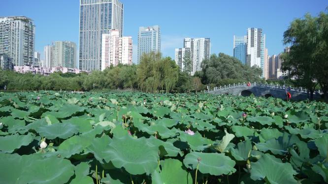 武汉沙湖公园月榭景点荷花实拍视频