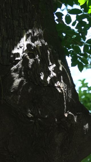武汉武昌区宝通寺景点实拍视频
