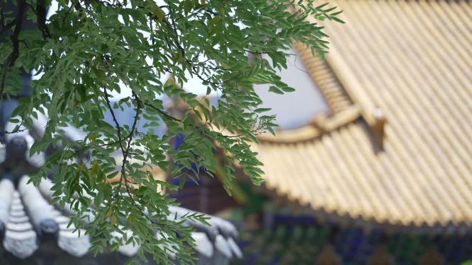 武汉武昌区宝通寺景点实拍视频
