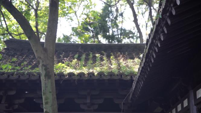 杭州玉皇山吴越郊坛遗址实拍视频