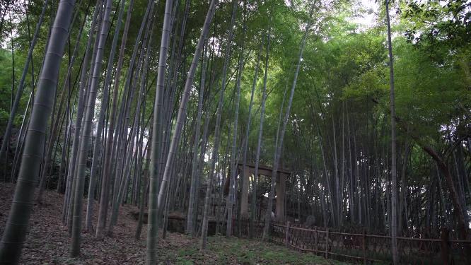 杭州西湖宝石山牛皋墓实拍视频