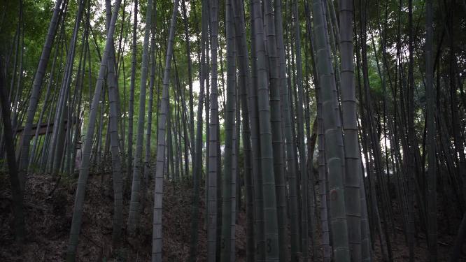 杭州西湖宝石山牛皋墓实拍视频