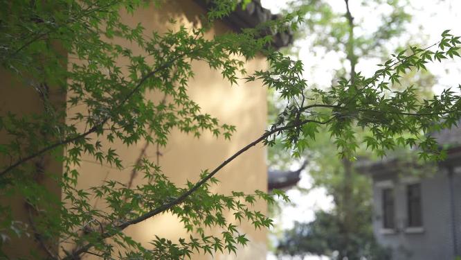 杭州西湖宝石山智果寺旧址实拍视频