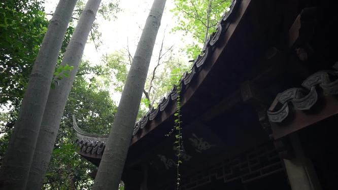 杭州西湖宝石山寿星石实拍视频