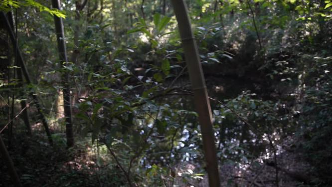 杭州西湖宝石山挂牌山月牙池实拍视频