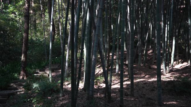 杭州西湖宝石山栖霞洞实拍视频