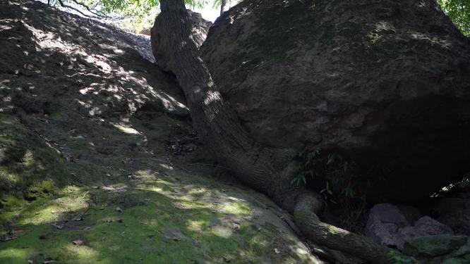 杭州西湖宝石山风景实拍视频
