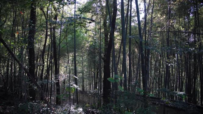 杭州西湖宝石山风景实拍视频