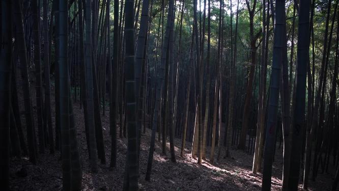 杭州西湖宝石山风景实拍视频