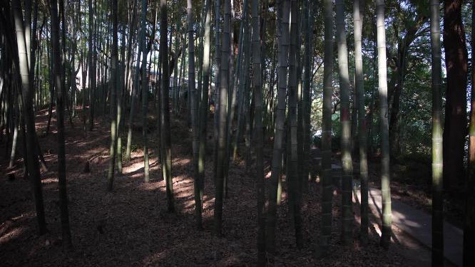 杭州西湖宝石山风景实拍视频