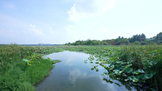 武汉蔡甸区汤湖公园实拍视频