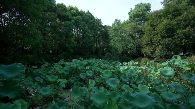 武汉蔡甸区汤湖公园实拍视频
