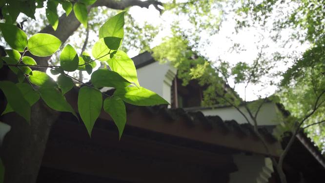 杭州凤凰山景区万松书院景点实拍视频