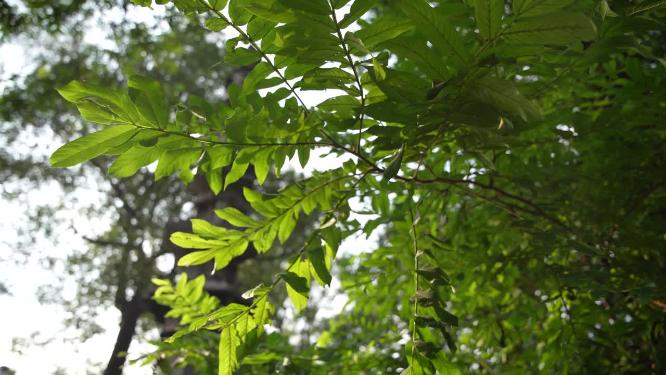 杭州凤凰山古梵天寺经幢实拍视频