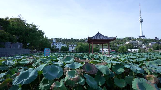 武汉汉阳区莲花湖公园实拍视频