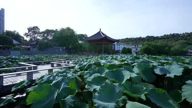 武汉汉阳区莲花湖公园实拍视频