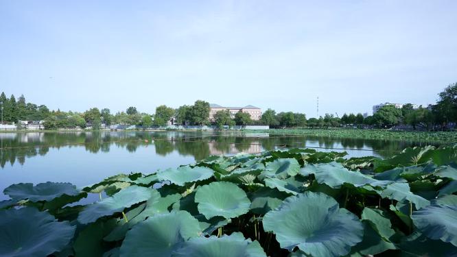 武汉汉阳区莲花湖公园实拍视频