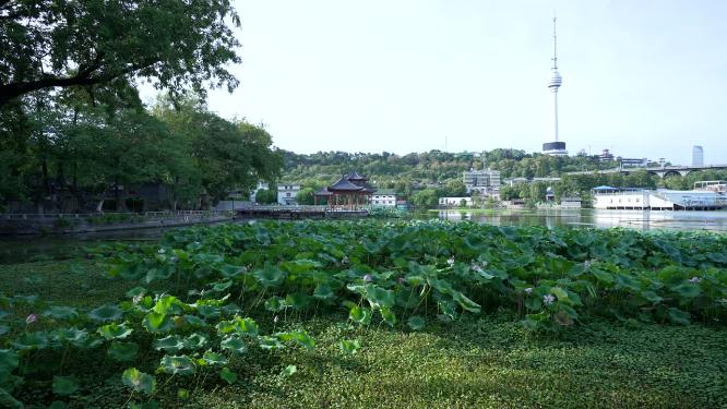 武汉汉阳区莲花湖公园实拍视频