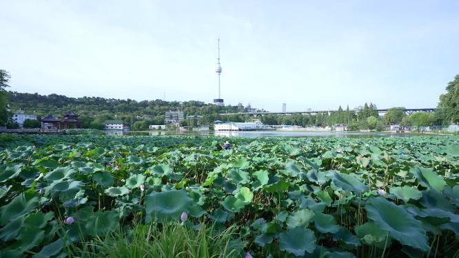 武汉汉阳区莲花湖公园实拍视频