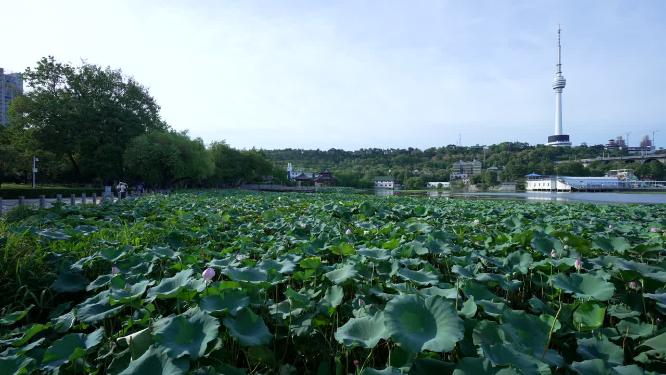 武汉汉阳区莲花湖公园实拍视频