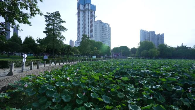 武汉汉阳区莲花湖公园实拍视频