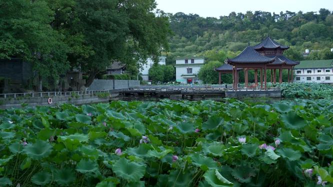 武汉汉阳区莲花湖公园实拍视频