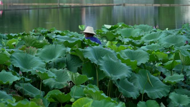 武汉汉阳区莲花湖公园实拍视频