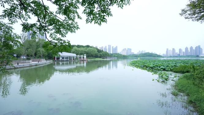 武汉汉阳区月湖风景区实拍视频