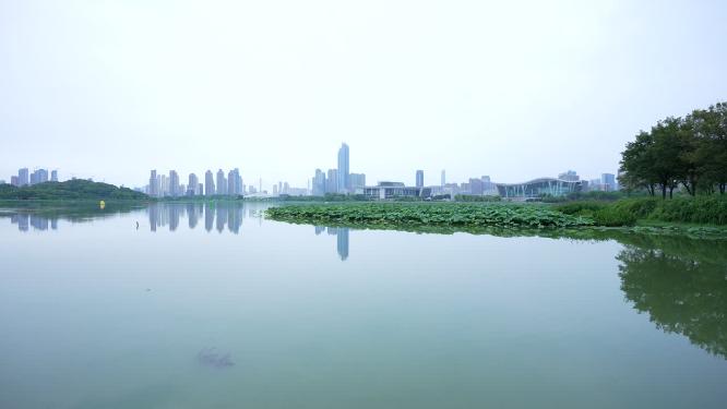 武汉汉阳区月湖风景区实拍视频
