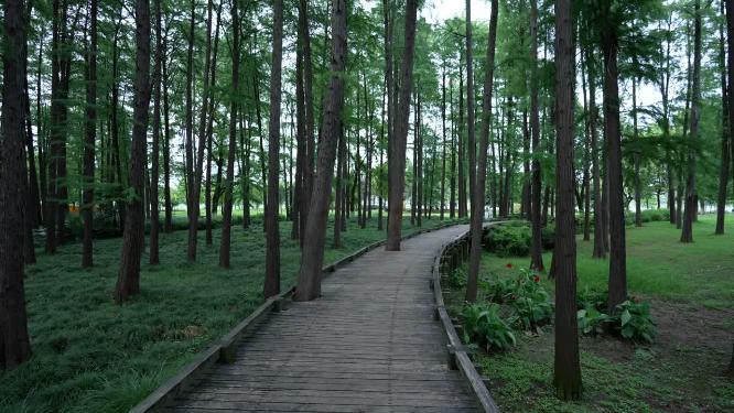武汉汉阳区月湖风景区实拍视频