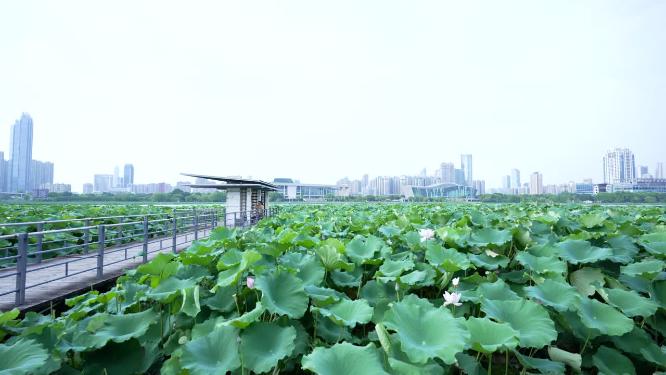 武汉汉阳区月湖风景区实拍视频