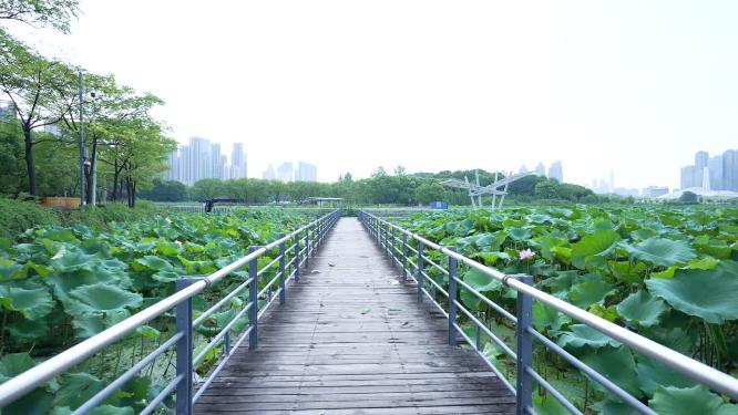 武汉汉阳区月湖风景区实拍视频