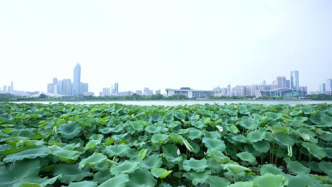 武汉汉阳区月湖风景区实拍视频