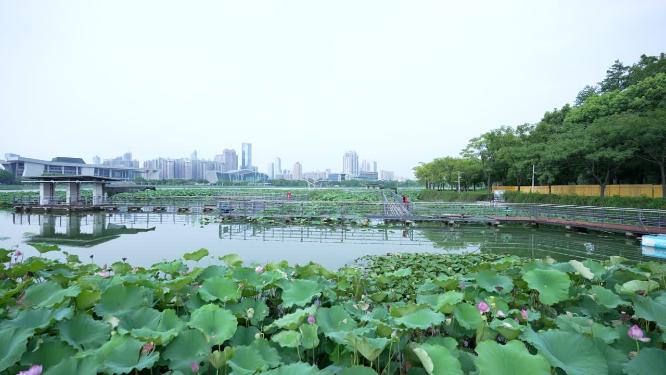 武汉汉阳区月湖风景区实拍视频