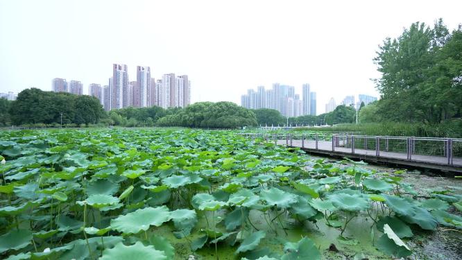 武汉汉阳区月湖风景区实拍视频