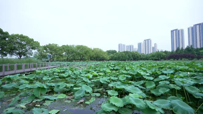 武汉汉阳区月湖风景区实拍视频