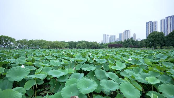 武汉汉阳区月湖风景区实拍视频