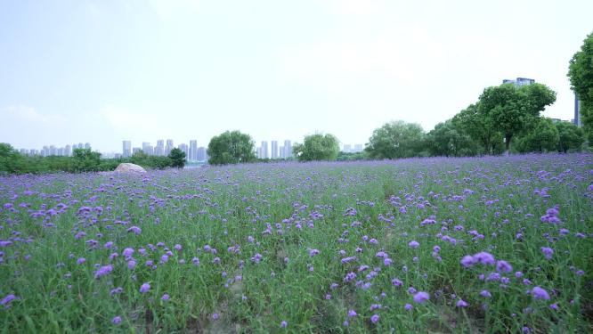 武汉汉阳区墨水湖公园实拍视频