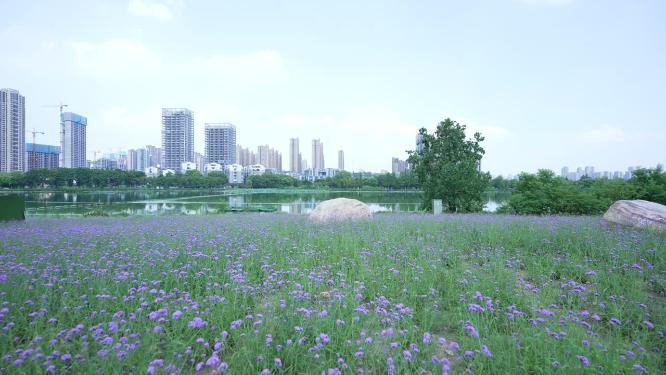 武汉汉阳区墨水湖公园实拍视频