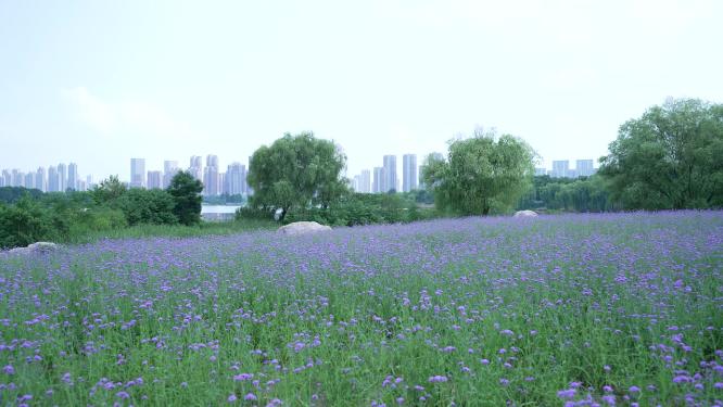 武汉汉阳区墨水湖公园实拍视频
