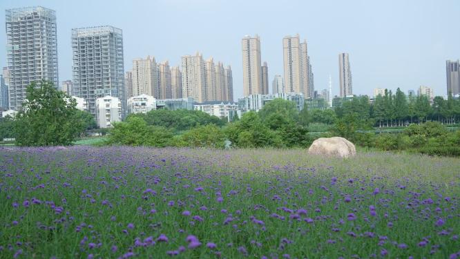 武汉汉阳区墨水湖公园实拍视频