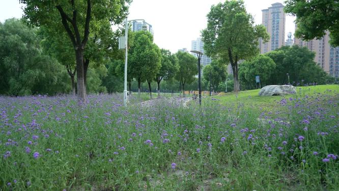 武汉汉阳区墨水湖公园实拍视频