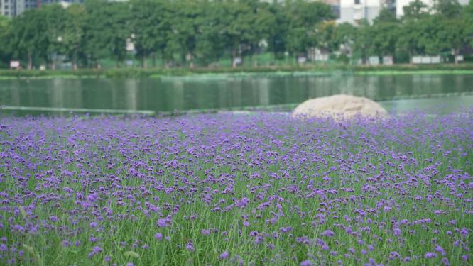 武汉汉阳区墨水湖公园实拍视频
