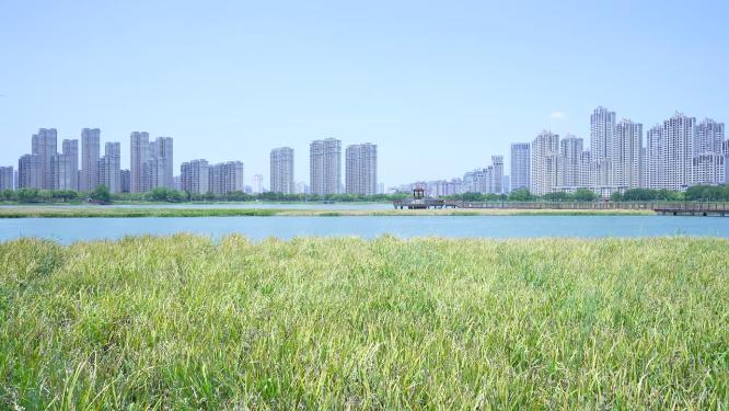 武汉洪山区杨春湖公园风景实拍视频