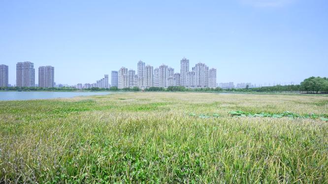 武汉洪山区杨春湖公园风景实拍视频