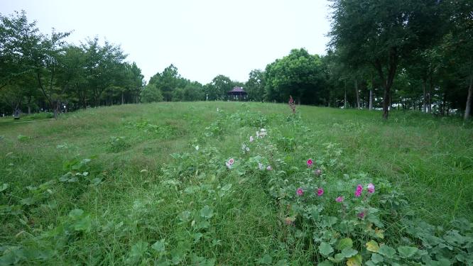 武汉洪山区西苑公园风景实拍视频