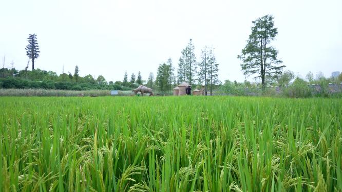 武汉洪山区光谷花海风景实拍视频