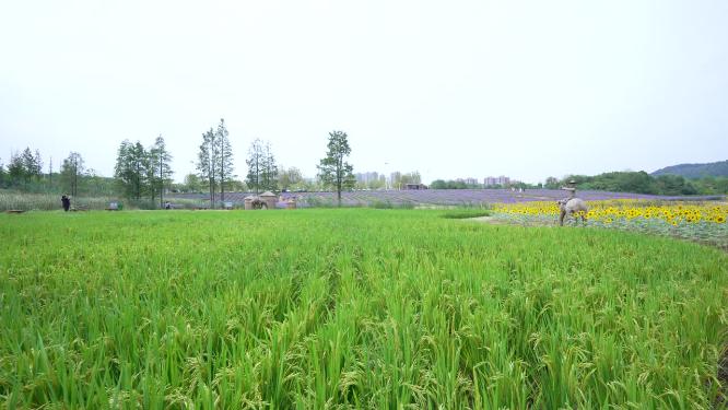 武汉洪山区光谷花海风景实拍视频